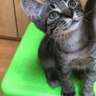 里親募集中！