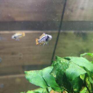 アピスト幼魚の画像
