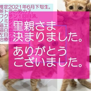 【里親決定】2021年6月下旬生の男の子