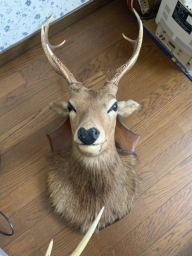 鹿の剥製　2頭