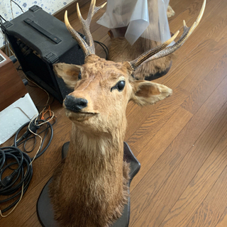 鹿の剥製　2頭の画像