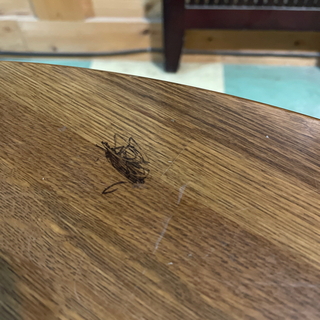 値下げ！　ラウンドテーブル　ローテーブル　ちゃぶ台の画像