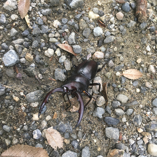 9/5採取ノコギリクワガタペア