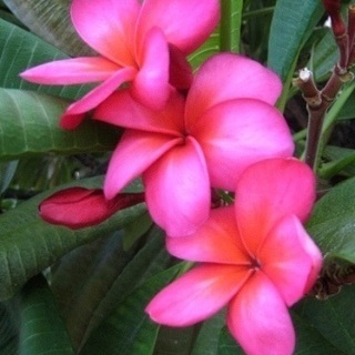 フラダンス🌺お仲間募集中✨大宮