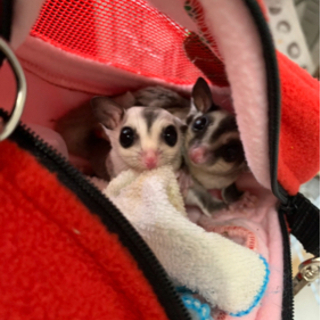 家族が決まりました。