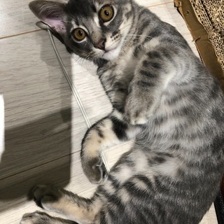 4ヶ月〜5ヶ月くらいのノラ猫