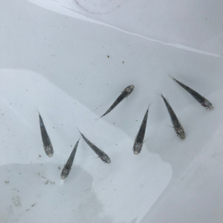 天鵞絨　ビロード　メダカ　めだかの画像