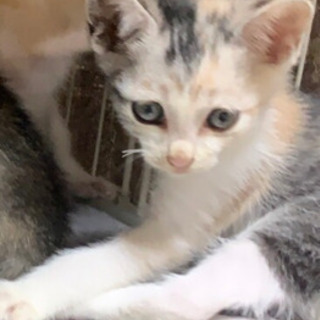 ミケの子猫　里親募集　決定しました