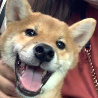 柴犬　６ヶ月　ポン太