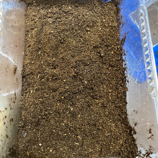 カブトムシの卵&孵化したばかりの幼虫