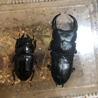 能勢YG ペア　76.2×48.1 新成虫