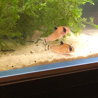 限界値引きコリドラス5種10匹セット(熱帯魚水槽)