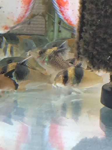 限界値引きコリドラス5種10匹セット(熱帯魚水槽)