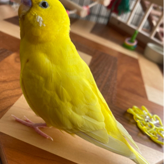 黄色いセキセイインコを捜しています！！