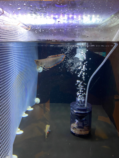 ブラックアロワナ±20cm