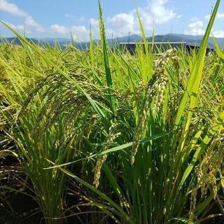 令和３年度新米コシヒカリ玄米30kg福井県産(※昨年度分受付終了)