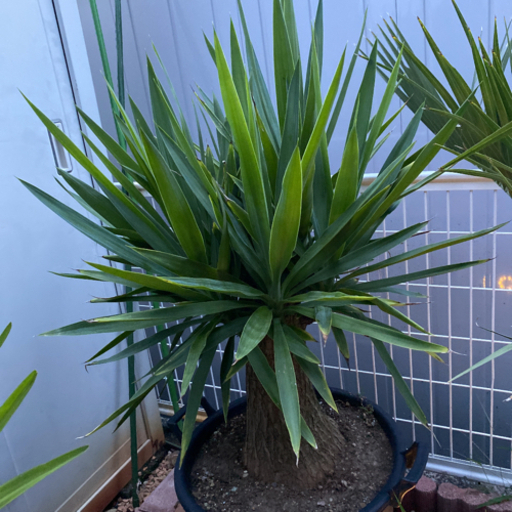 ユッカエレファントデペス巨大幹