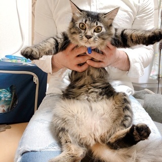 猫を探しています。