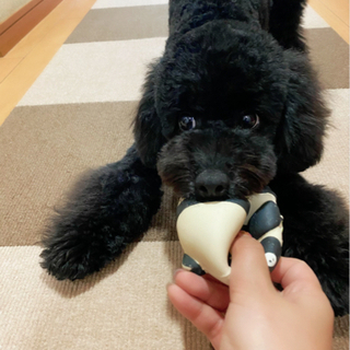 犬友達🐕‍🦺募集✨✨ - 名古屋市