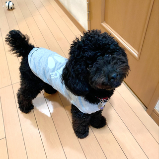 犬友達🐕‍🦺募集✨✨