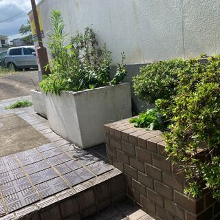 オリヅルランなどのプランター沢山