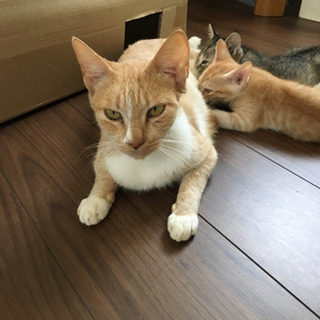 茶トラの母猫　里親募集