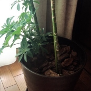 【観葉植物】高さ95センチ8号シェフレラコンパクタの画像