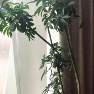 【観葉植物】高さ95センチ8号シェフレラコンパクタの画像