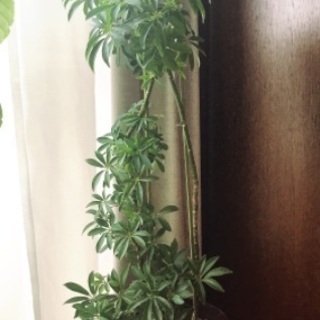 【観葉植物】高さ95センチ8号シェフレラコンパクタの画像