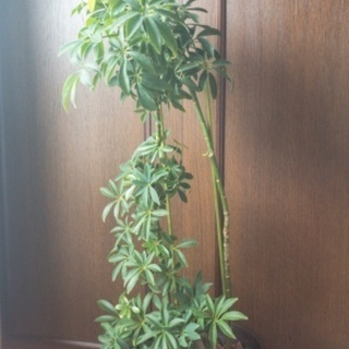 【観葉植物】高さ95センチ8号シェフレラコンパクタ