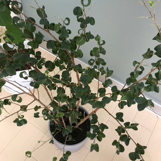観葉植物　4点セットの画像