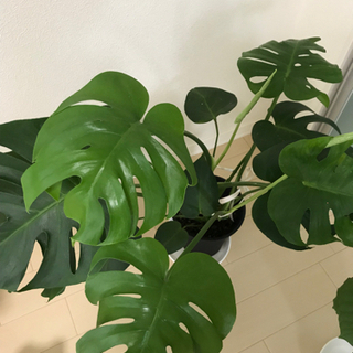 観葉植物　4点セットの画像