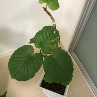 観葉植物　4点セットの画像
