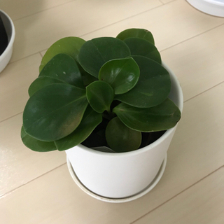 観葉植物　4点セットの画像