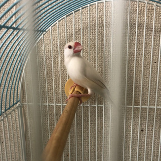 文鳥　チノ