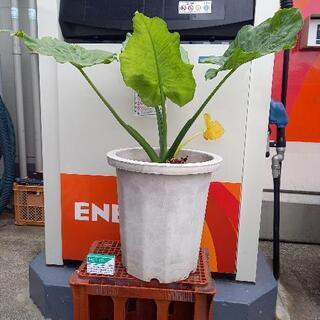 観葉植物 『クワズイモ』