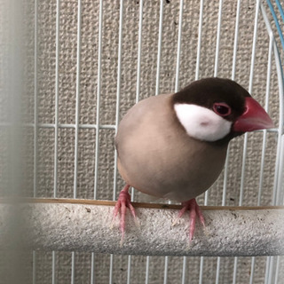 文鳥　シナモン