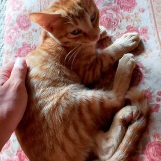 保護仔猫、茶♂1匹