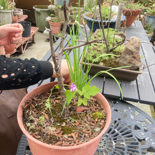 植木鉢　金魚鉢　睡蓮鉢　釜　ほぼ毎週土曜★物々交換会の画像