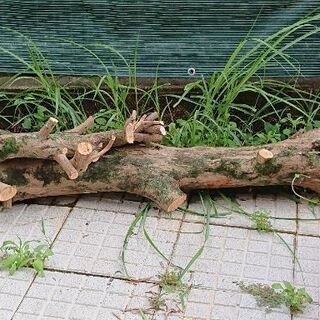 イヌマキの原木差し上げます！