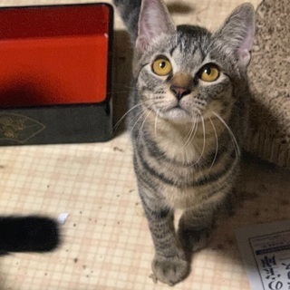 キジトラボーイズ