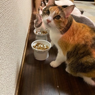 猫シッター「まるねこ」