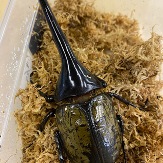 moヘラクレス3本まとめ売り momo835 2nd》ヘラクレスギネス個体 183.5mm momo835直仔幼虫 2