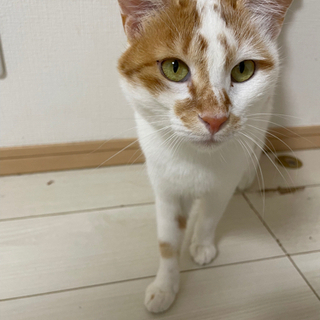 超絶人懐っこい猫ちゃん（女の子）
