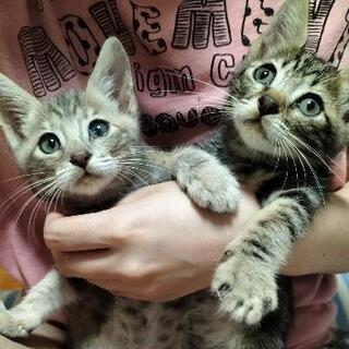 生後２ヶ月の姉弟猫ちゃんです