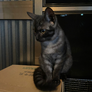 飼い主さん募集　４ヶ月の猫ちゃん