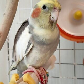 オカメインコをどうか助けて下さい
