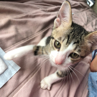 子猫の里親募集です