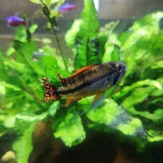 アピスト幼魚の画像