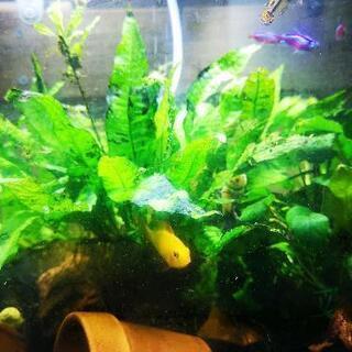 アピスト幼魚の画像